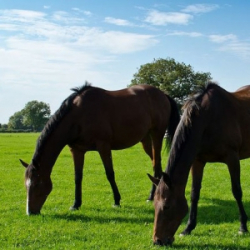 Horse and Pony Paddock 