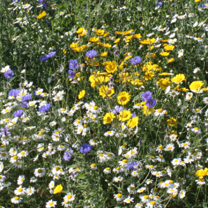 Wildflower Restoration Mixture 100% Wildflower Seeds product image Wildflower Restoration Mixture 100% Wildflower Seeds product image