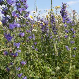 Bees, Birds and Butterflies 100% Wildflower Seeds