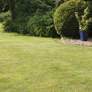 Boston Seeds Economy Lawn and Landscape Grass Seed product image Boston Seeds Economy Lawn and Landscape Grass Seed product image