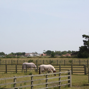 Choice Paddock Grass Seed