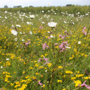 Wildflower Meadow Mixture Seeds - Wet Loam product image Wildflower Meadow Mixture Seeds - Wet Loam product image