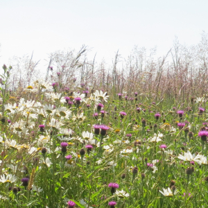 Wildflower Meadow Mixture Seeds - Chalk and Limestone 80/20