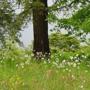 Wildflower Meadow Mixture Seeds - Shade 80/20