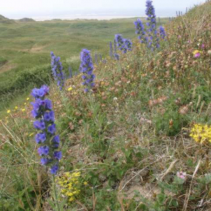 Wildflower Meadow Mixture Seeds - Coastal 80/20