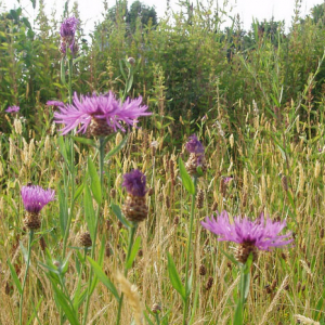 Wildflower Meadow Mixture Seeds - Acidic 80/20