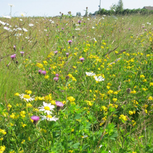 Wildflower Meadow Mixture Seeds - Dry Loam 80/20