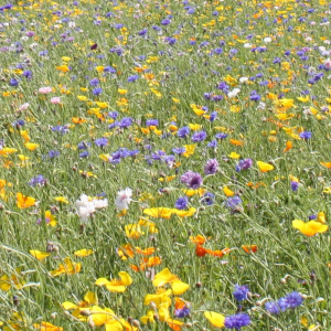 Bees and Butterflies 100% Wildflower Seeds. Annual mixture product image Bees and Butterflies 100% Wildflower Seeds. Annual mixture product image