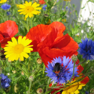 British Cornfield Annuals 100% Wildflower Seeds product image British Cornfield Annuals 100% Wildflower Seeds product image