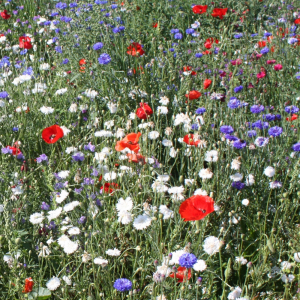 Red, White and Blue Mixture 100% Wildflower Seeds product image Red, White and Blue Mixture 100% Wildflower Seeds product image