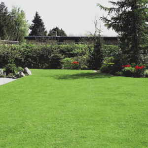 Boston Seeds Childsplay Lawn and Landscape Grass Seed product image Boston Seeds Childsplay Lawn and Landscape Grass Seed product image
