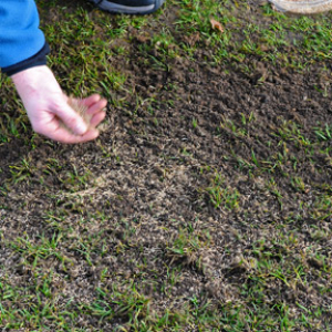 Lawn Repair Grass Seed Lawn Repair Grass Seed image