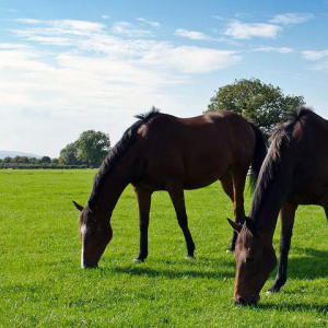 Classic Paddock Grass Seed