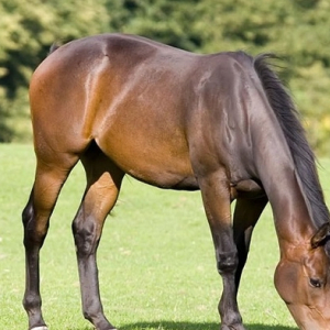 Herbal Paddock Grass Seed - With Ryegrass