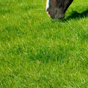 Herbal Paddock Grass Seed - Without Ryegrass