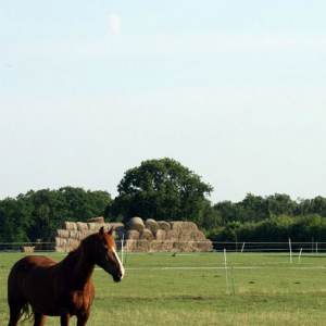 Economy Horse Paddock Grass Seed