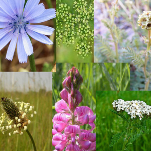 Mixed Herbs