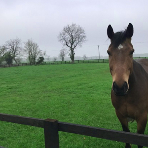 Premier Horse Paddock Grass Seed