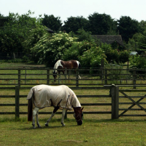 Paddock Repair Grass Seed