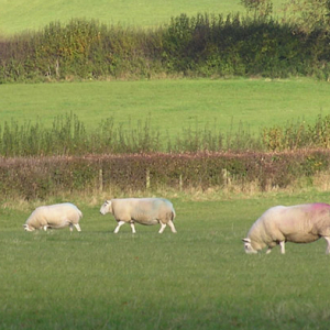 Permanent Pasture with Clover - 5 year+ Ley