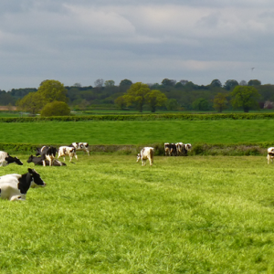 Overseeder - Cut and Graze Ley