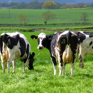 Overseeder - Grazing Ley