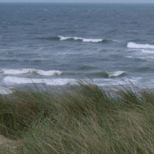 Coastal Sites - Salt Tolerant Grass Seed