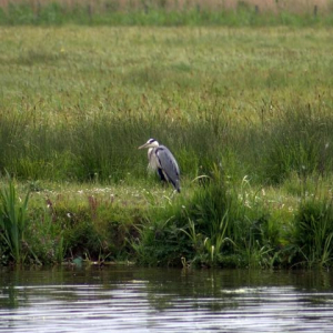 River Bank and Wetland Reinstatement