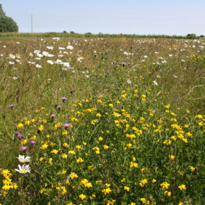 CSS3 Wildflower Meadow, also suitable for AB8