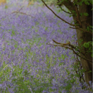 Forest and Woodland Grass Seed Mixture