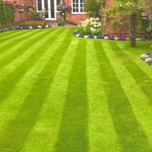 Quality Fine Lawn Grass Seed