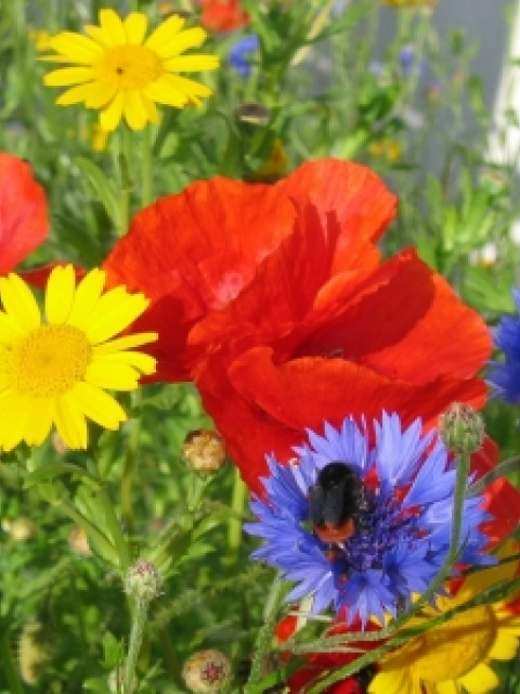 Wildflower Seeds For Sale | Buy Online | Grass Seeds