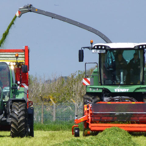 Agricultural grass seed