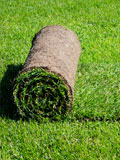 What are the differences between grass seed and turf?
