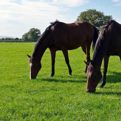 Horse and pny paddock grass seed